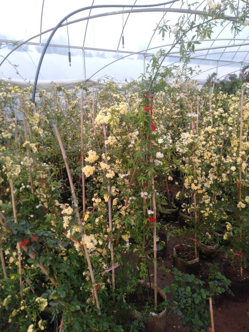甜蜜红木香庭院花墙拱门绿植花卉
