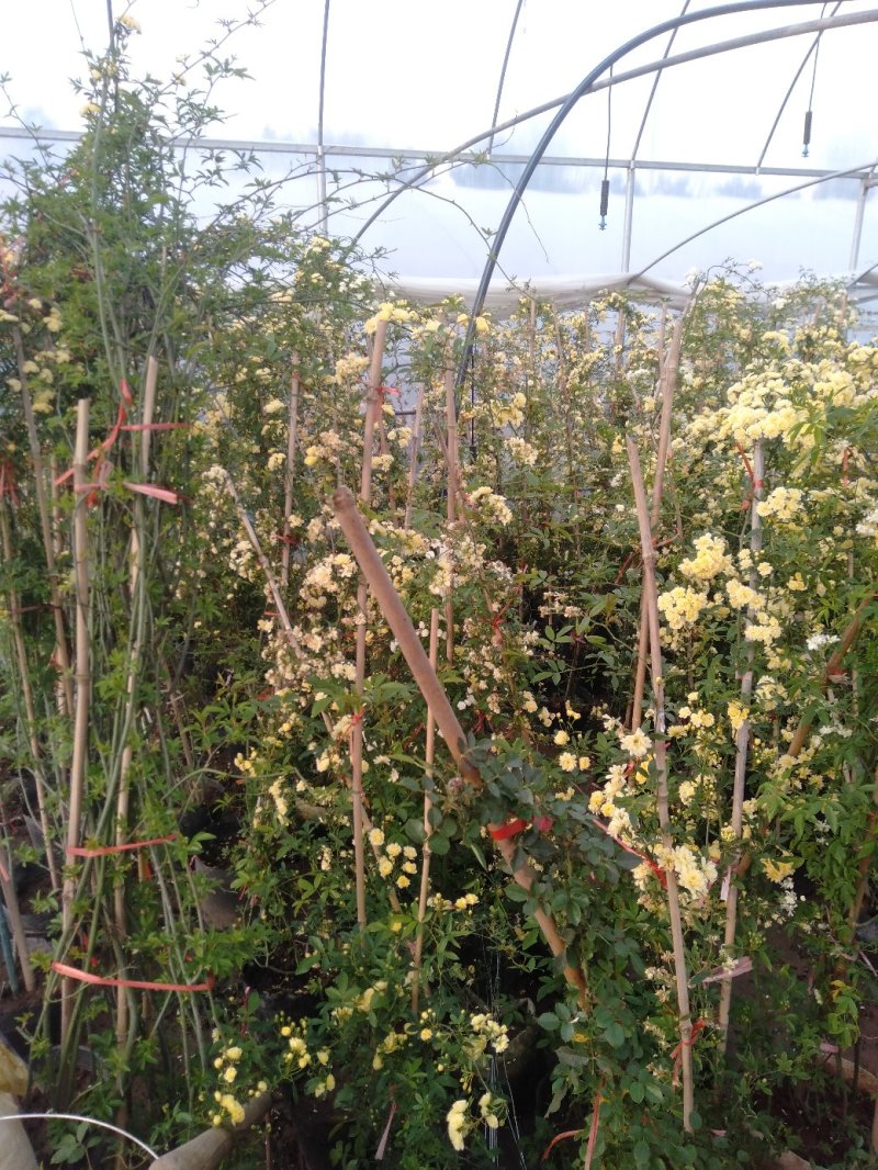 甜蜜红木香庭院花墙拱门绿植花卉