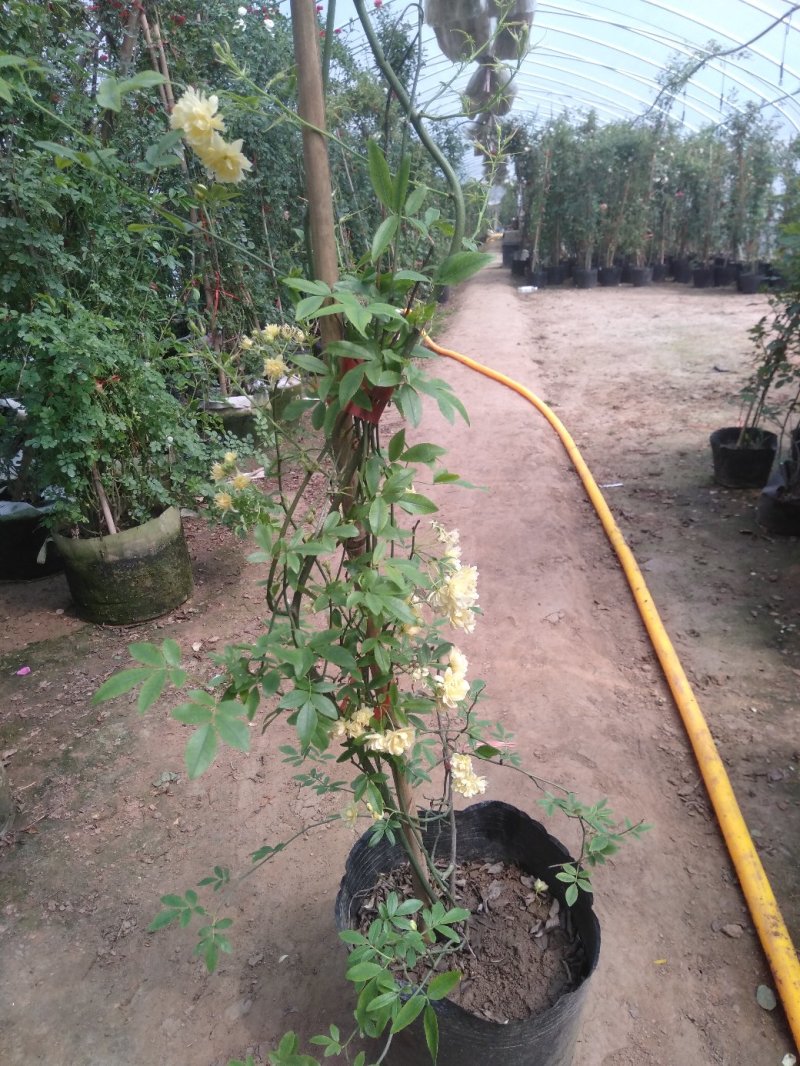 甜蜜红木香庭院花墙拱门绿植花卉