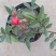 甜蜜红木香庭院花墙拱门绿植花卉