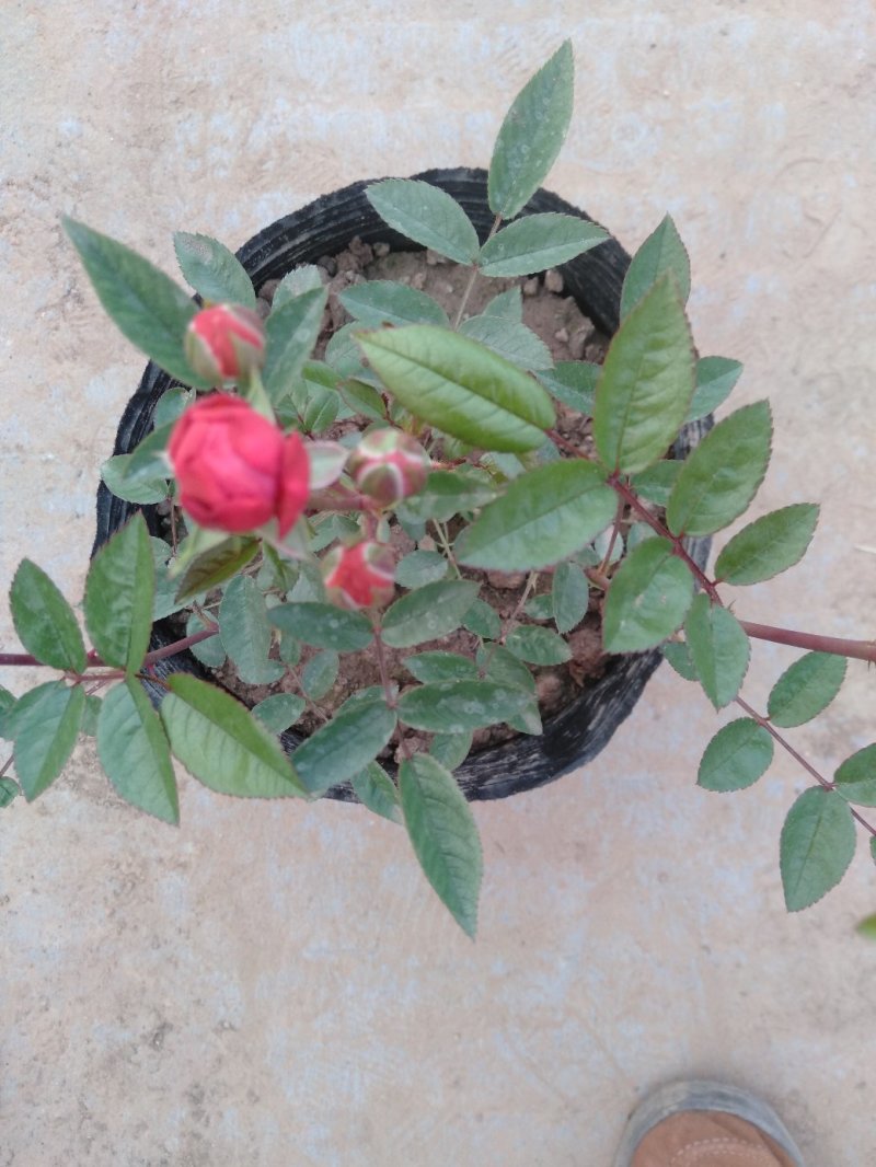 甜蜜红木香庭院花墙拱门绿植花卉