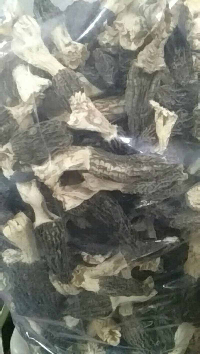 棚里人工种植食用菌，羊肚菌干货