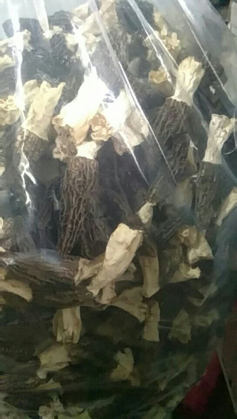 棚里人工种植食用菌，羊肚菌干货