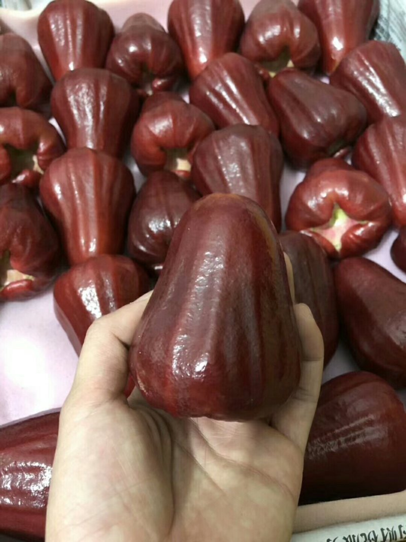 海南正宗黑金刚莲雾