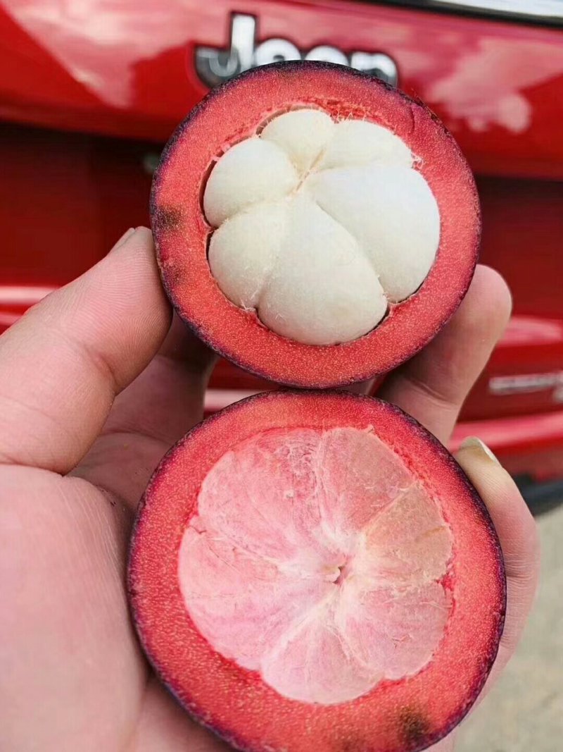 台湾山竹
