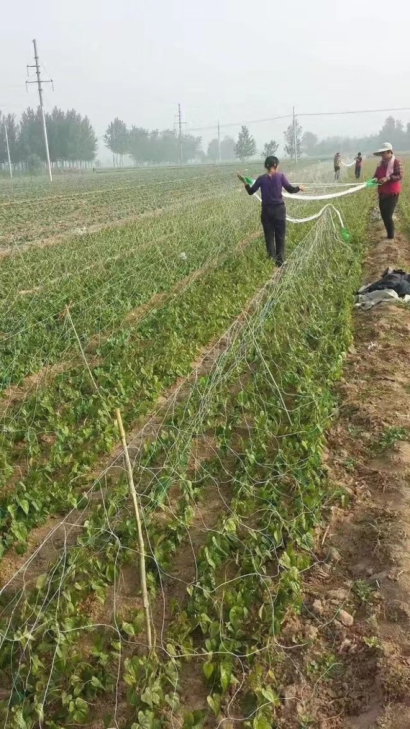 山药网，山药爬藤网，山药网架，，，，，，