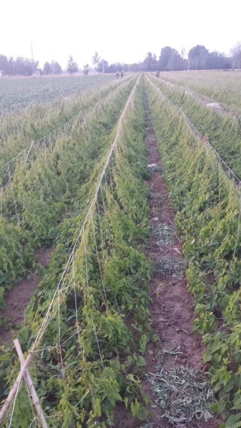 山药网，山药爬藤网，山药网架，，，，，，
