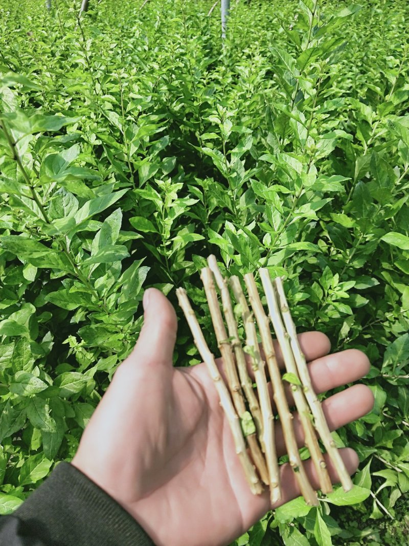 枸杞插迁苗枸杞叶苗枸杞菜枸杞树苗枸杞盆栽,种植