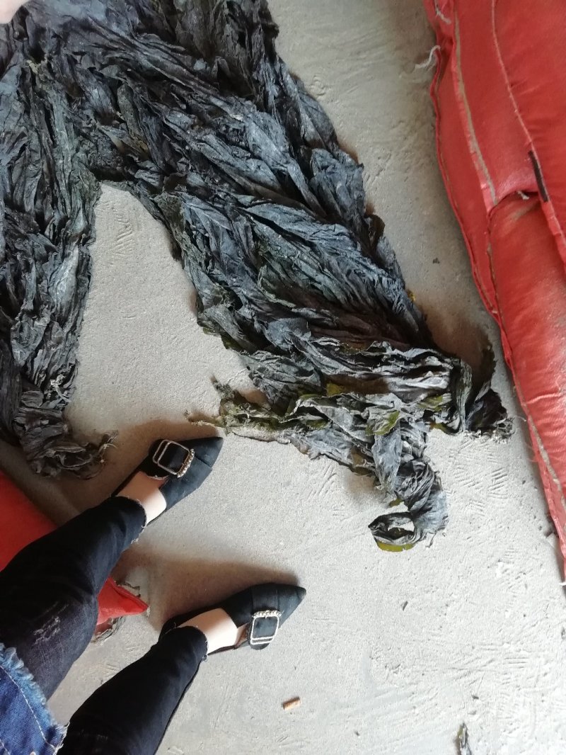 自家养殖海带，大量供货/找加工厂/批发商，现在预约