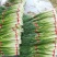 【精品新鲜白帽蒜苔】蒜薹代收代存，对接市场电商超市！