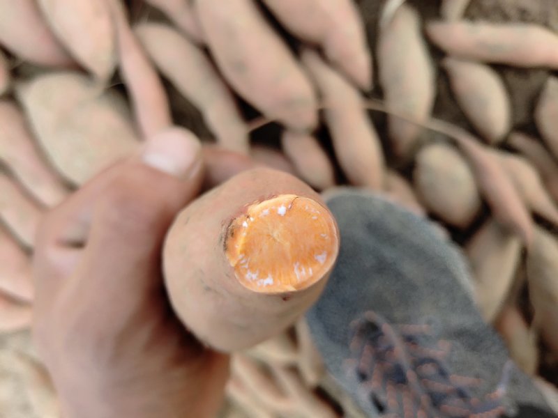 25苗哈密苗龙九苗西瓜红苗红薯苗地瓜苗