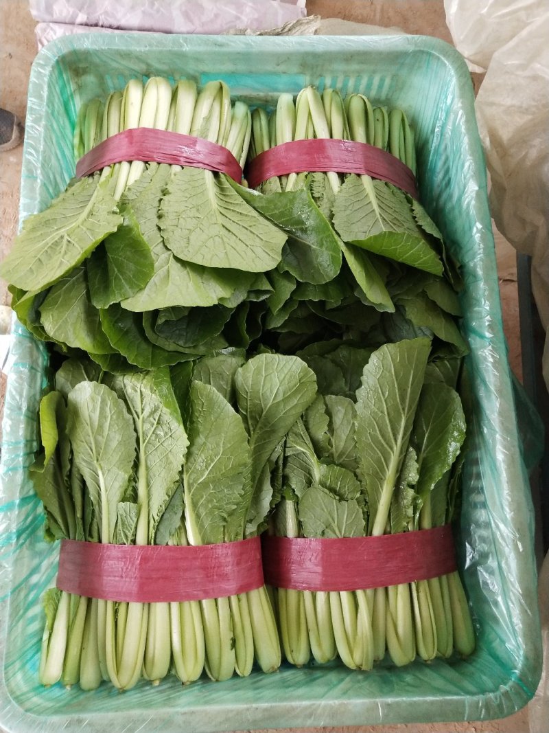 河北省邯郸市丛台区联帮蔬菜批发市场全年供应精品小白菜