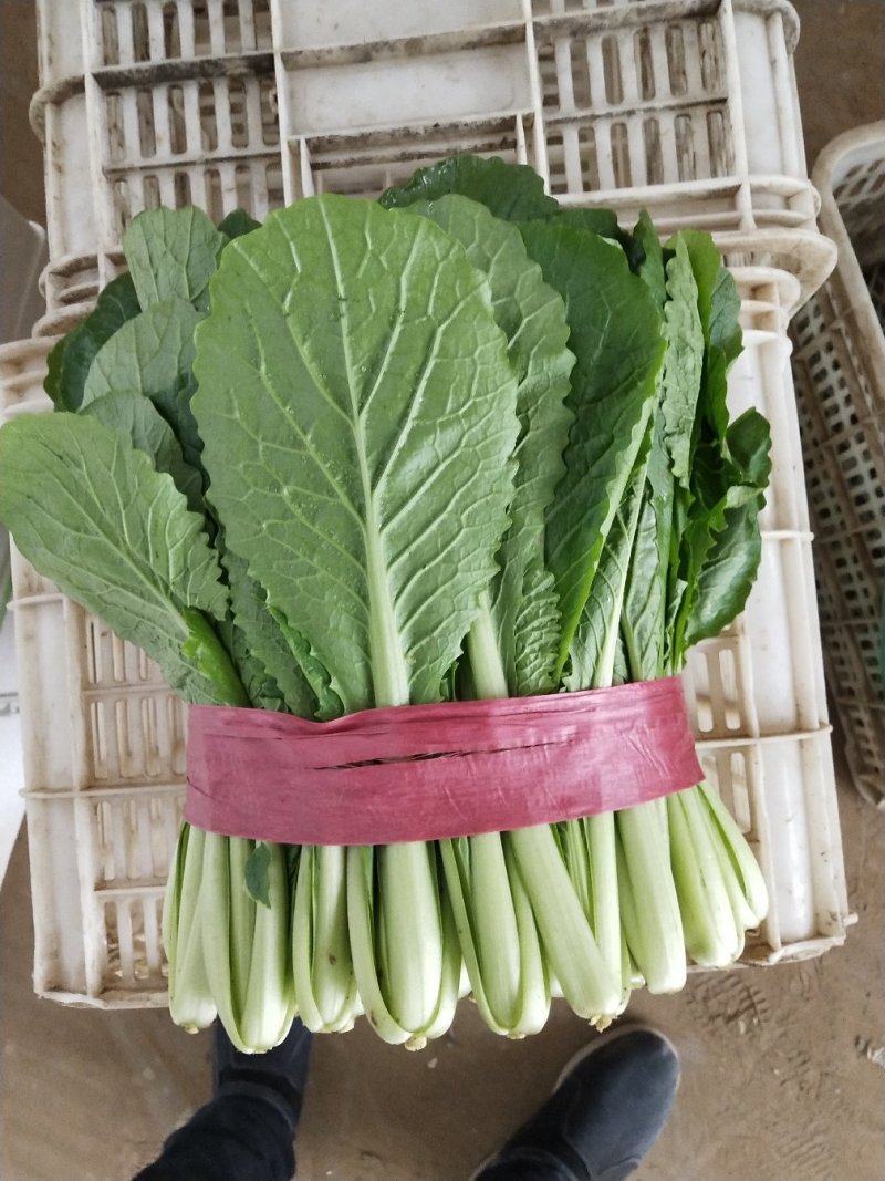 河北省邯郸市丛台区联帮蔬菜批发市场全年供应精品小白菜