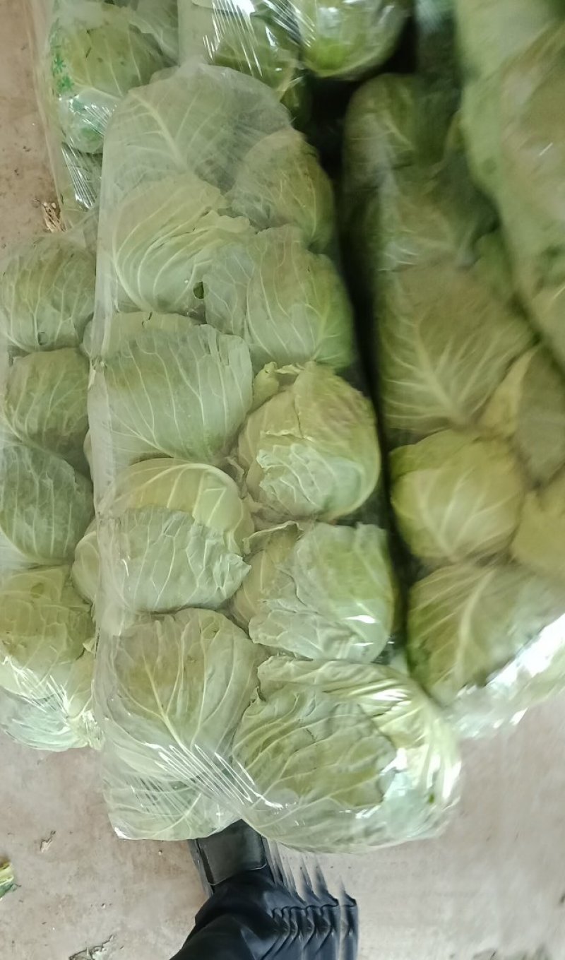 甘蓝