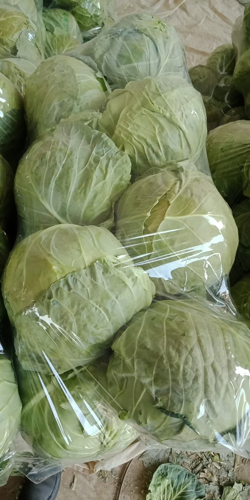 甘蓝