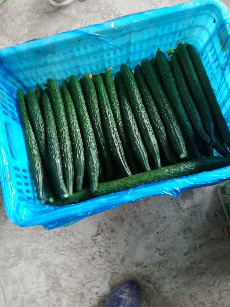 密刺黄瓜22~25公分干花带刺