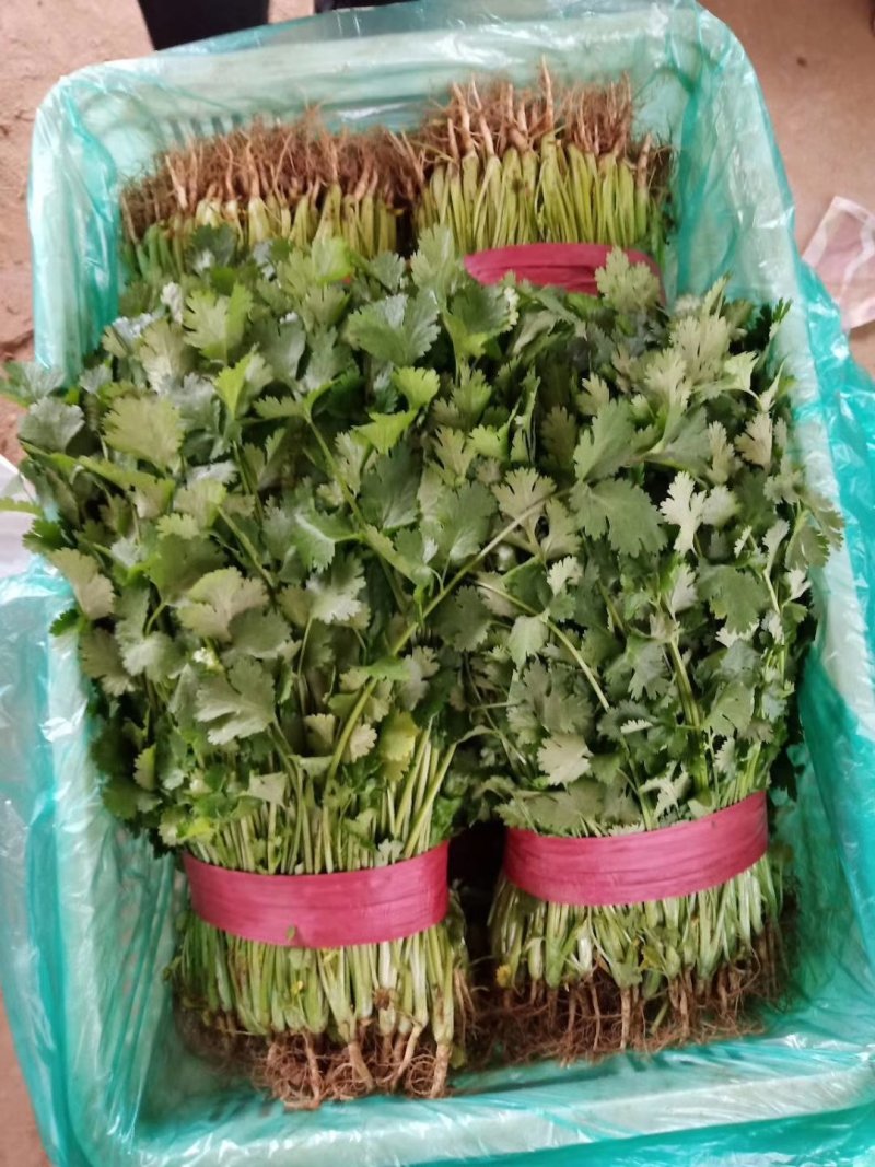 河北省邯郸市丛台区大量供应大叶香菜