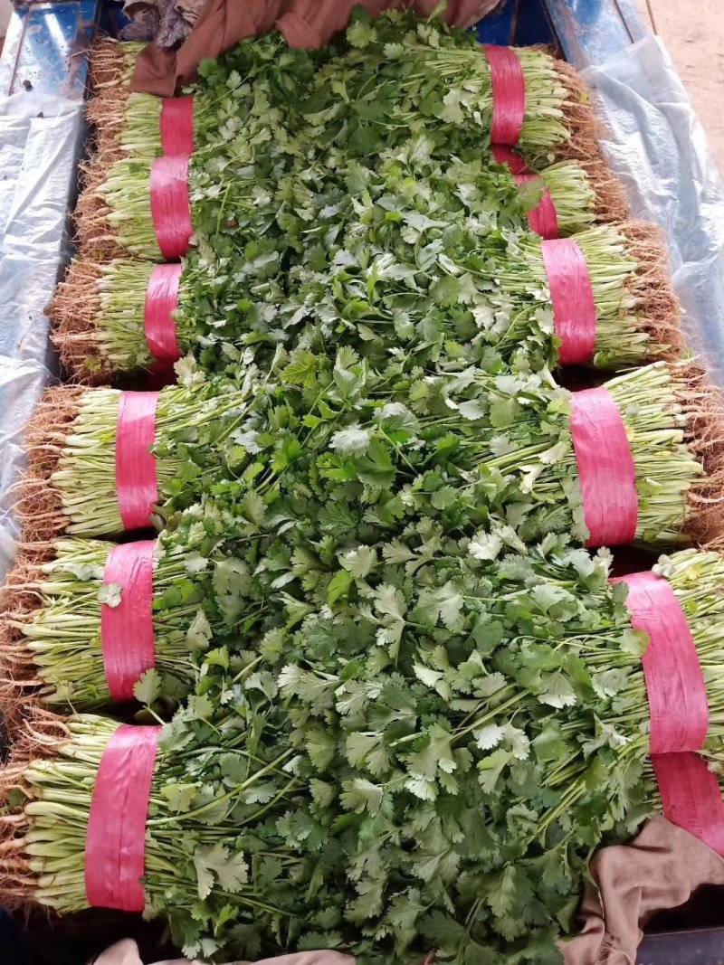 河北省邯郸市丛台区大量供应大叶香菜