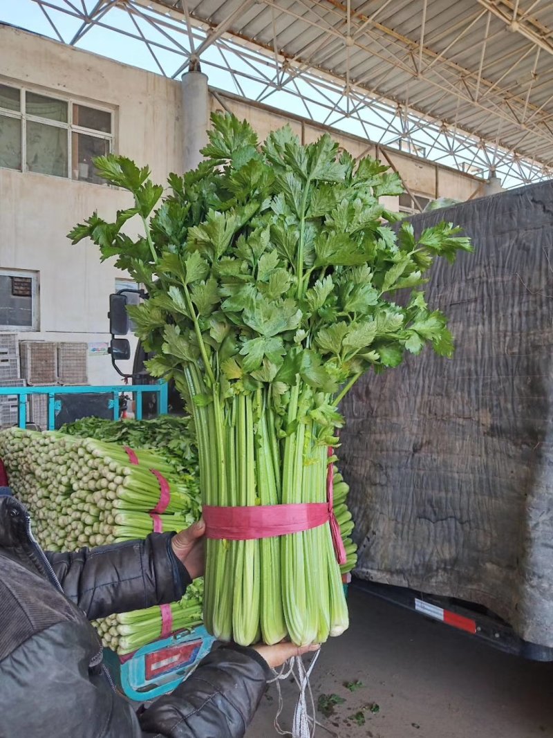 河北永年大量供应芹菜，60公分左右，颜色鲜亮，口感好。