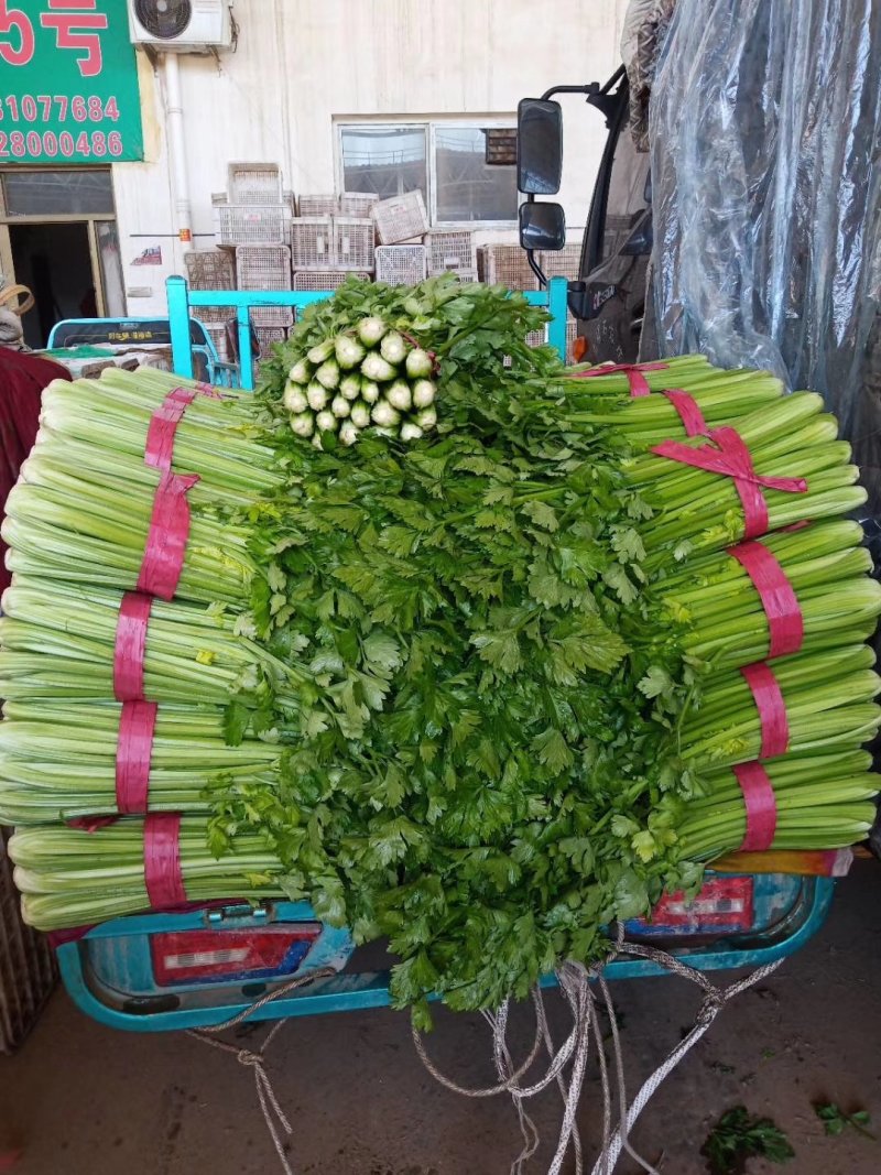 河北永年大量供应芹菜，60公分左右，颜色鲜亮，口感好。