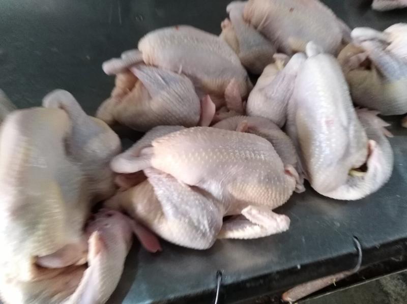 白条老母鸡，白条柴公鸡，每只0.8公斤～1.1公斤，