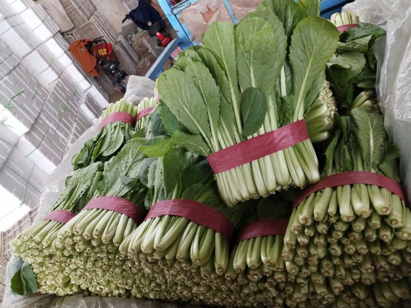 河北省邯郸市丛台区联帮蔬菜批发市场大量供应精品小白菜