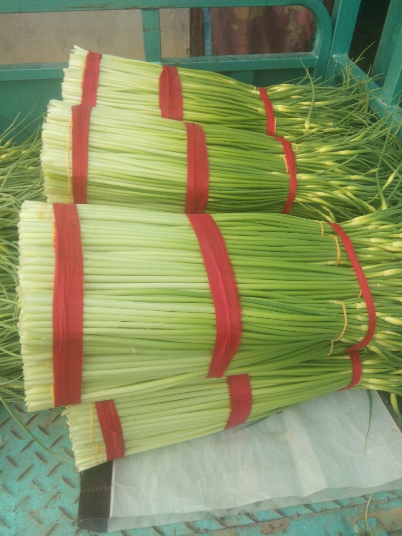 蒜薹精品60~70cm，无泡水，