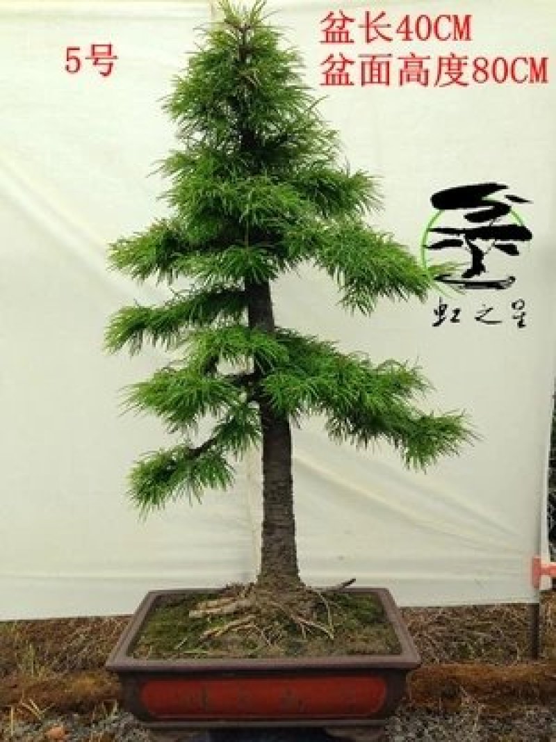 金钱松丛林盆景苗大量出售，欢迎选购