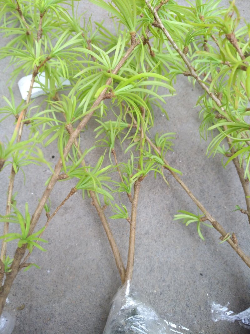 金钱松丛林盆景苗大量出售，欢迎选购