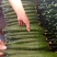黄瓜