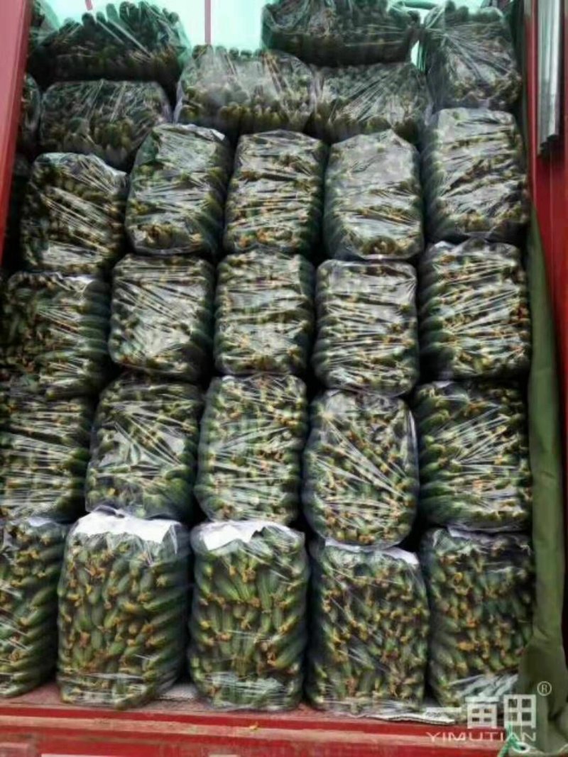 黄瓜大量热卖中，中农106，有要的老板请联系我