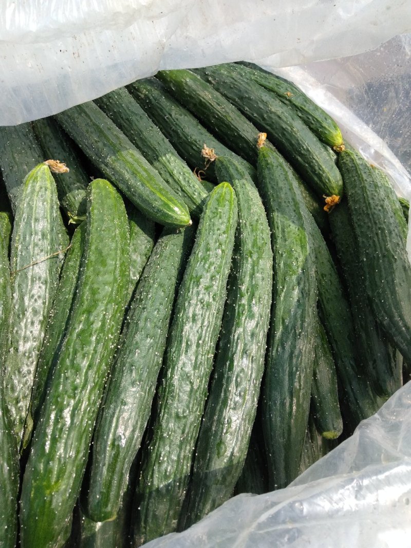 黄瓜大量热卖中，中农106，有要的老板请联系我