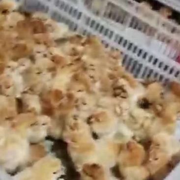 麻黄鸡