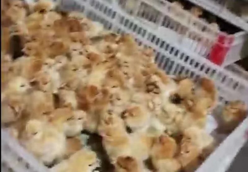 麻黄鸡