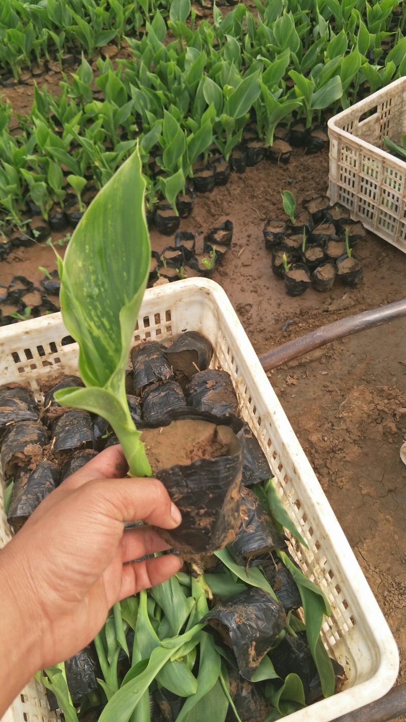 天津美人蕉红花黄花供应