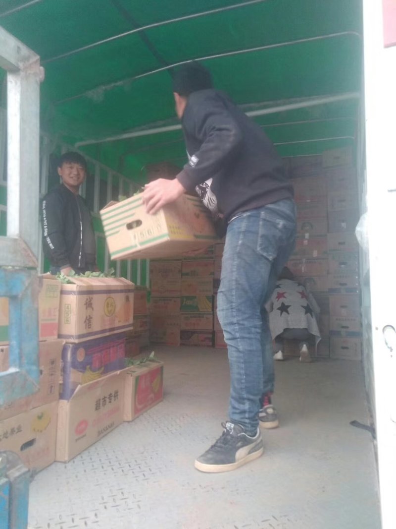 红沙龙8424西瓜苗苗子粗壮根系好西瓜苗