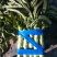 精品红尖叶莴苣产地直供、