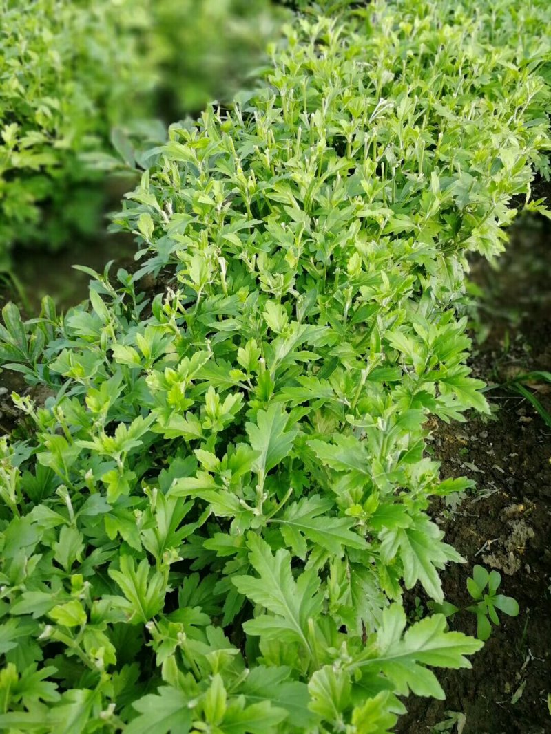 婺源黄菊，贡菊，北京菊，苏北菊，行白菊包回收