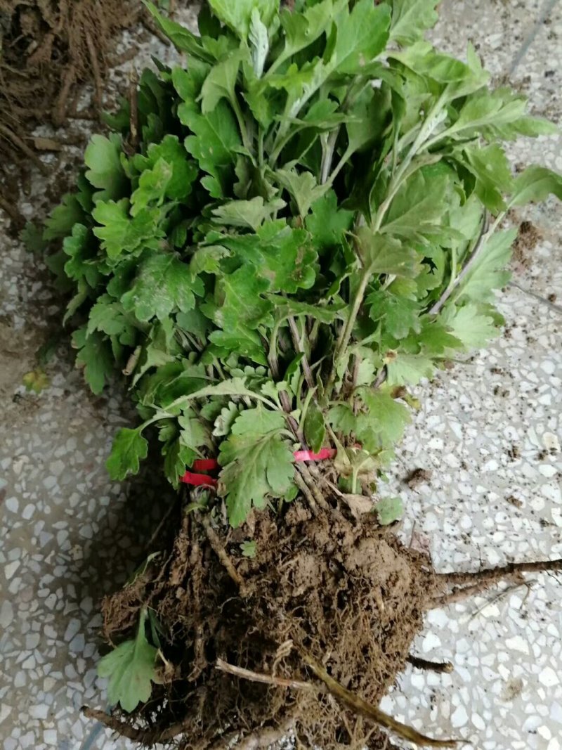婺源黄菊，贡菊，北京菊，苏北菊，行白菊包回收