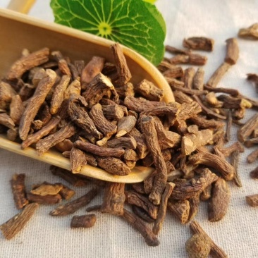 蒲公英根茶长白山蒲公英