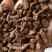 蒲公英根茶长白山蒲公英