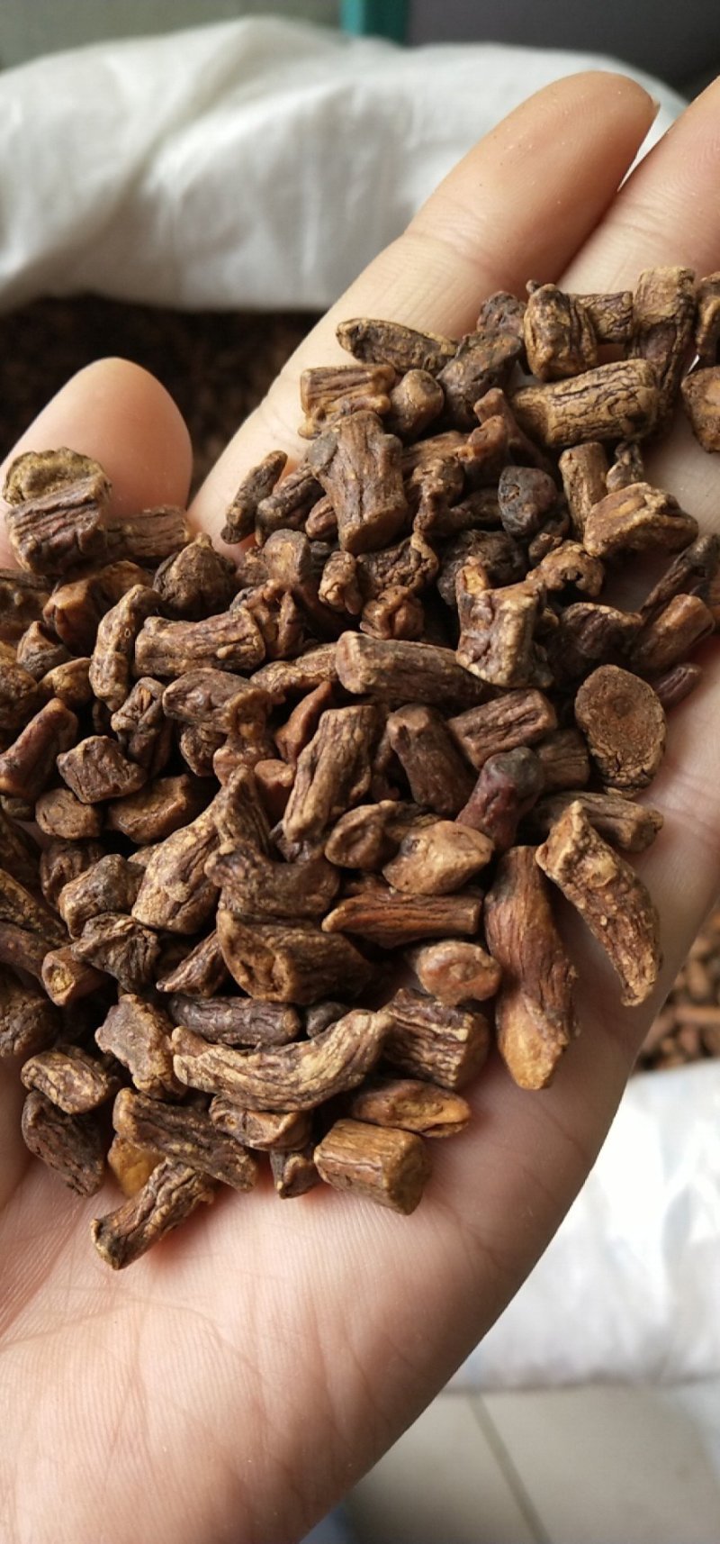 蒲公英根茶长白山蒲公英