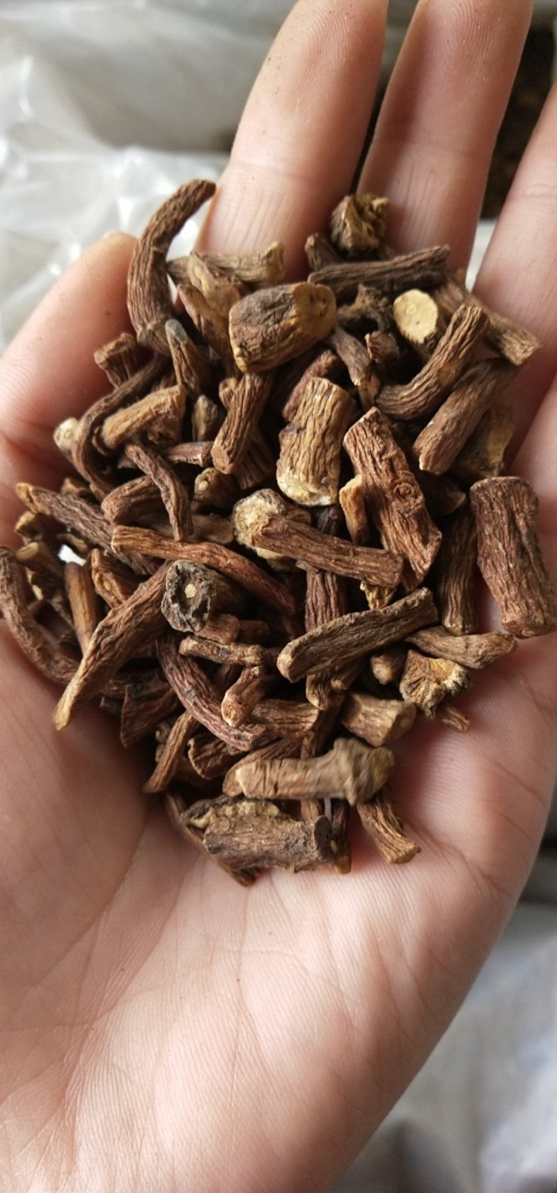 蒲公英根茶长白山蒲公英