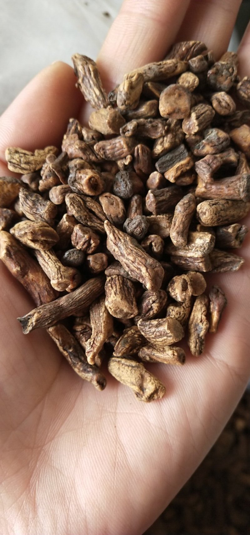 蒲公英根茶长白山蒲公英