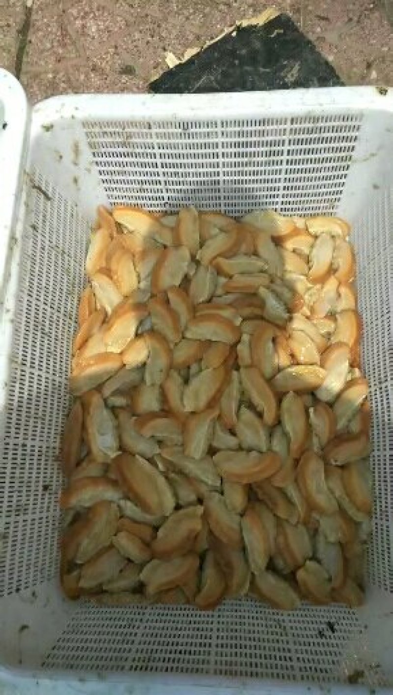 河蚌