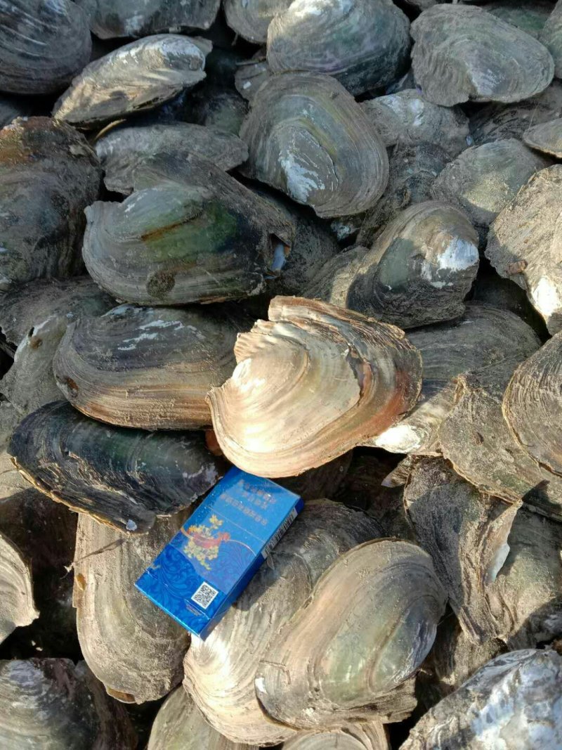 河蚌