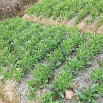 龙芽百合