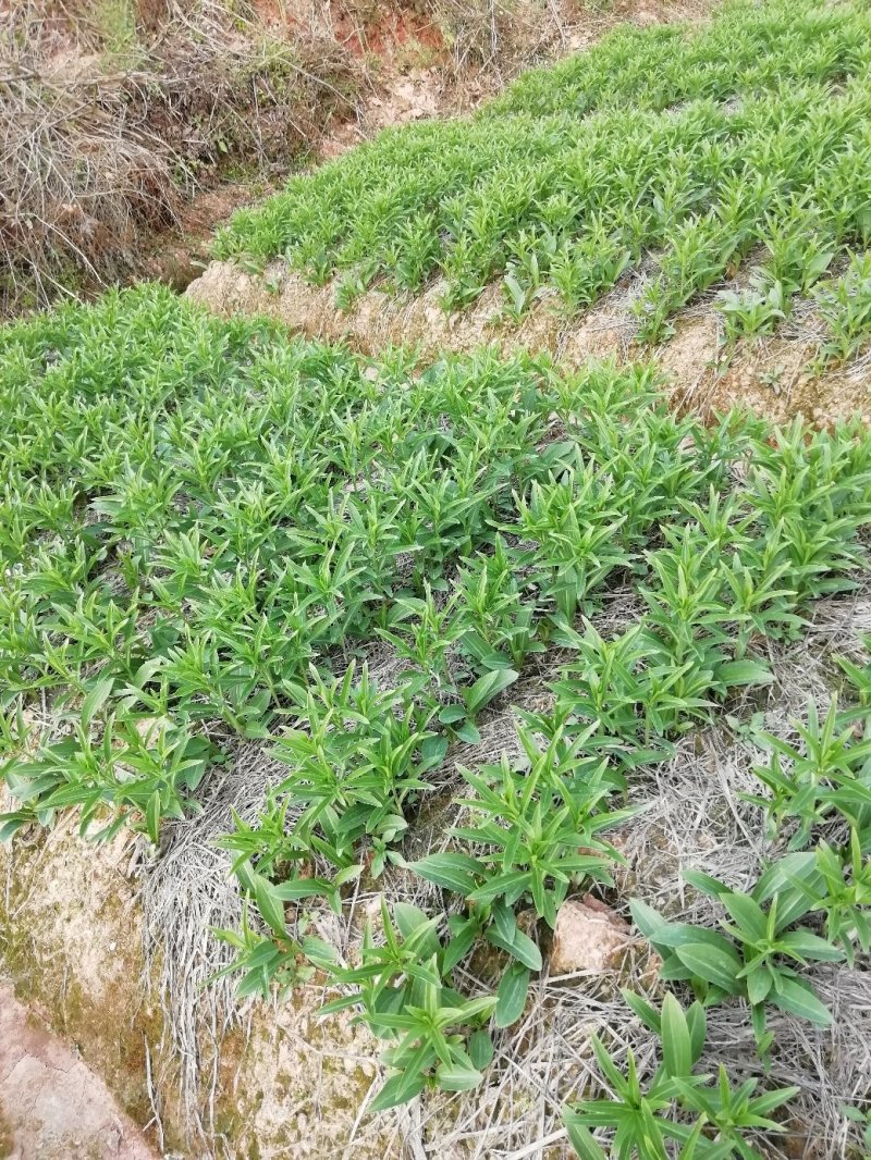 龙芽百合