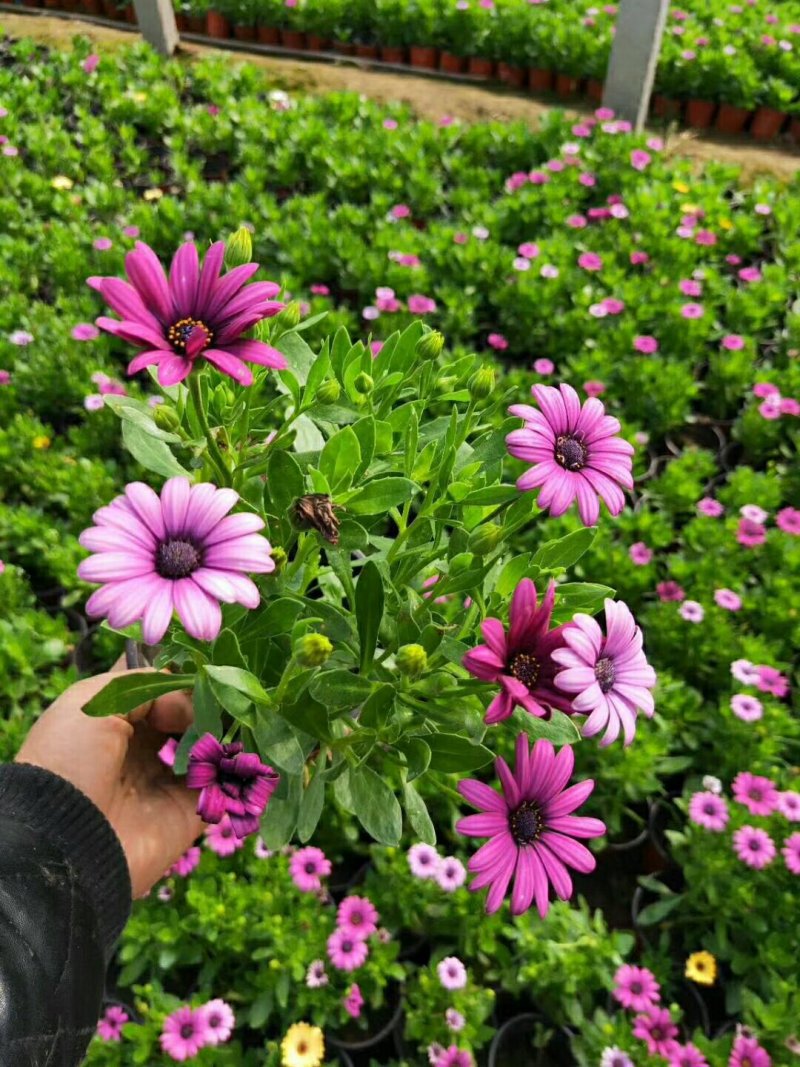 南非万寿菊