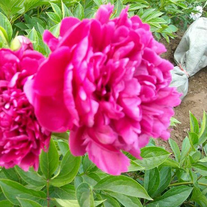 当年开花芍药根块带芽牡丹花苗根茎种球耐寒植物庭院室内好养